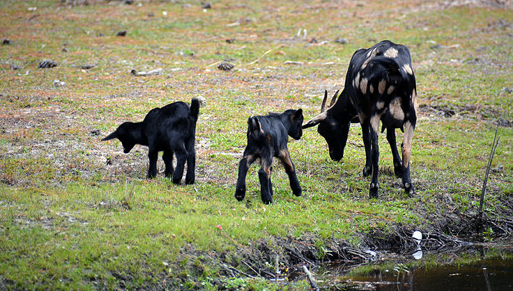 Momma and baby goats at Brookgreen Gardens in Murrell's Inlet, SC