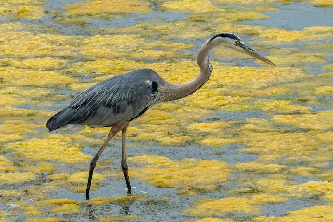 Huntington Beach State Park SC